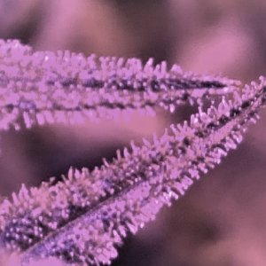 Frosty Trichomes photo.JPG