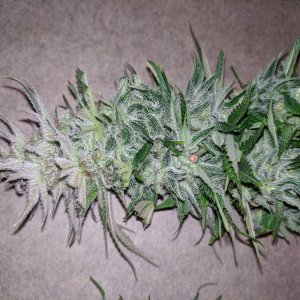 Wedding Cake flower chopped