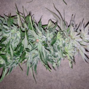 Wedding Cake flower chopped