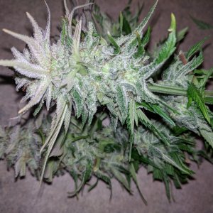 Wedding Cake flower chopped