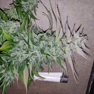 Wedding Cake flower chopped