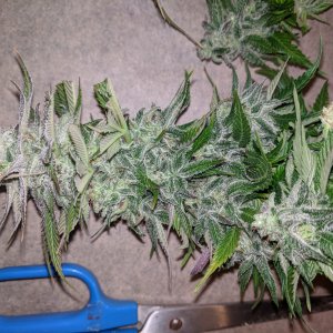 Wedding Cake flower chopped