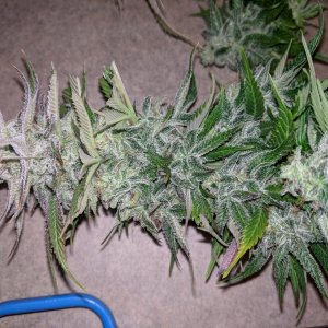 Wedding Cake flower chopped