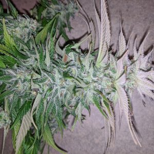 Wedding Cake flower chopped