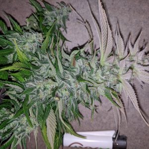 Wedding Cake flower chopped