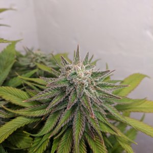 Wedding Cake pre chop pics