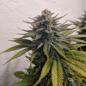 Wedding Cake pre chop pics