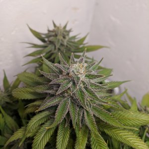 Wedding Cake pre chop pics