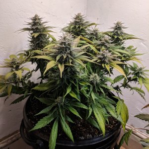 Wedding Cake pre chop pics