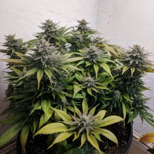 Wedding Cake pre chop pics