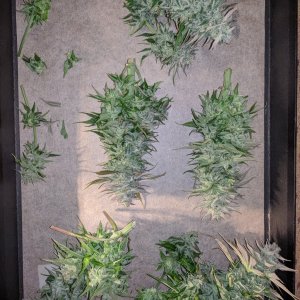 Wedding cake flowers