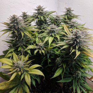 Wedding Cake pre chop