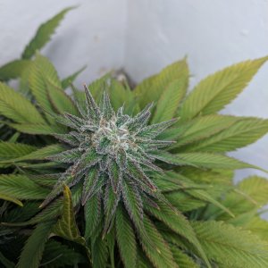 Wedding Cake pre chop