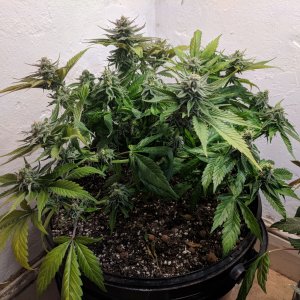 Wedding Cake pre chop