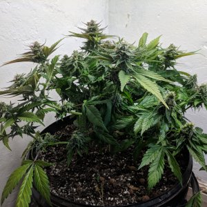 Wedding Cake pre chop