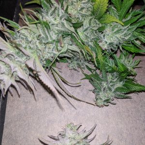 Wedding Cake chopped