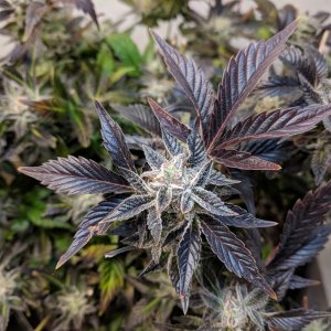 Second phase harvest of lower buds