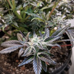 Second phase harvest of lower buds