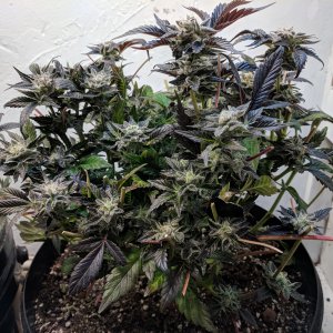Second phase harvest of lower buds