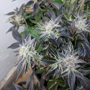 Second phase harvest of lower buds