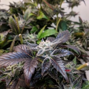 Second phase harvest of lower buds