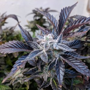 Second phase harvest of lower buds