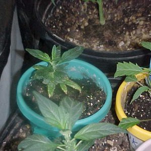 MVC-100S (3).JPG  gorilla glue