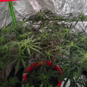 Cinderella 99 - early flower