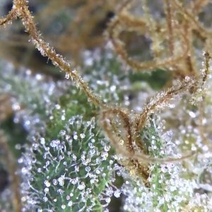 Image_2021-01-12 07_53_22_186~2.JPG