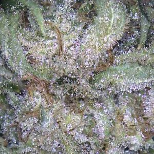 Image_2021-01-12 08_20_22_143.JPG