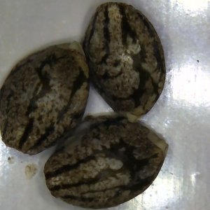 Image_2021-01-12 10_43_28_999.JPG