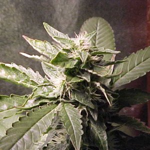 MVC-034S - Copy (2).JPG