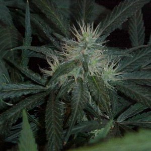 MVC-035S - Copy - Copy.JPG