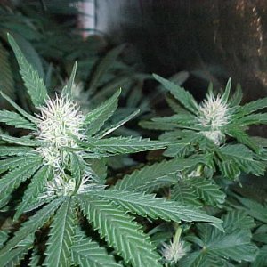 MVC-036S - Copy - Copy.JPG