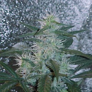 MVC-037S - Copy - Copy.JPG