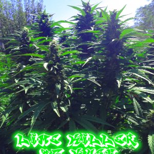 Lime Killer OG Kush grown by BrotherRandall California Outdoor 2021