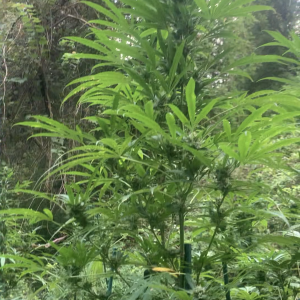 Tall pheno - tw cross, thank you ras!