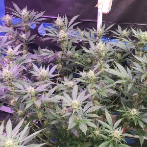 KEYLime-Dosi Early Flower.jpg