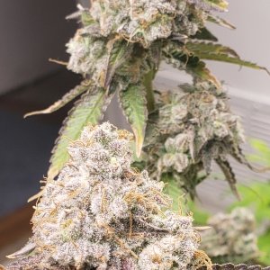 PURPLE PUNCH X Dosido.jpg