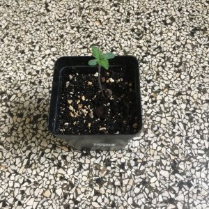 Harle-Tsu -week 1-.jpg