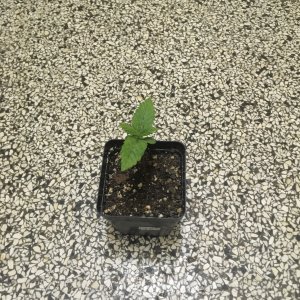 Harle-Tsu -week 2-.jpg