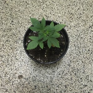 Harle-Tsu -week 3-.jpg