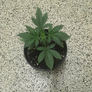 Harle-Tsu -week 4-.jpg