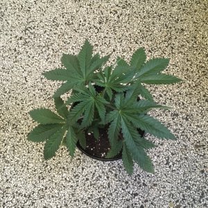 Harle-Tsu -week 5-.jpg