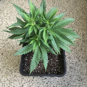 Harle-Tsu -week 6-.jpg