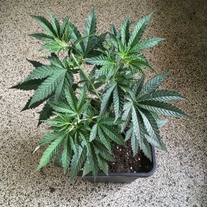 Harle-Tsu -week 7-.jpg