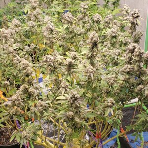 PPD Whole Plant Shot.jpg