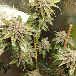 333092290_576023247807989_1938369274860913847_n (1).jpg