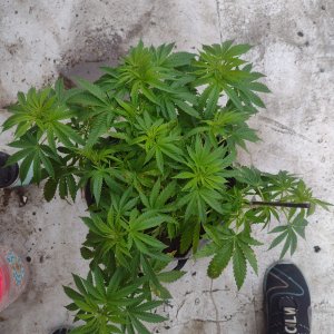 6940830_grow-journal-by-apoloscustomwhite-trufflez.jpg