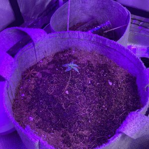 Grape Octane and Auto